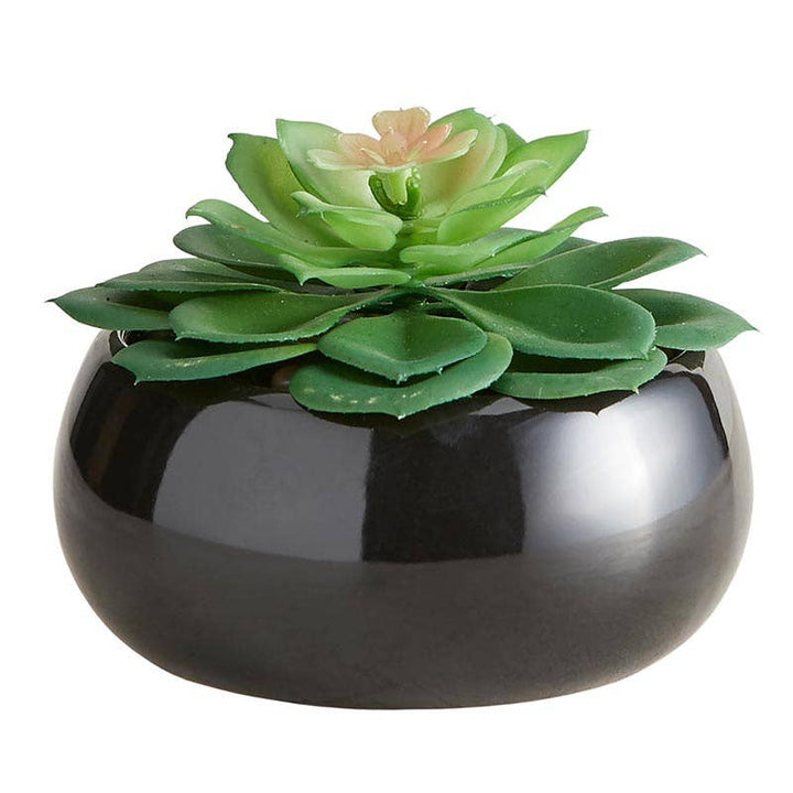 Petras Perke Succulent Black