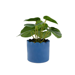 6.5" Artificial Money Plant in Matte Blue Ceramic Pot